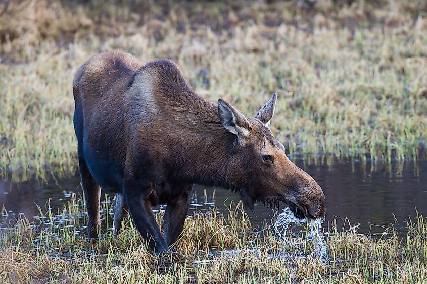 A cow moose feeding on aquatic vegetation along the Yukon River
