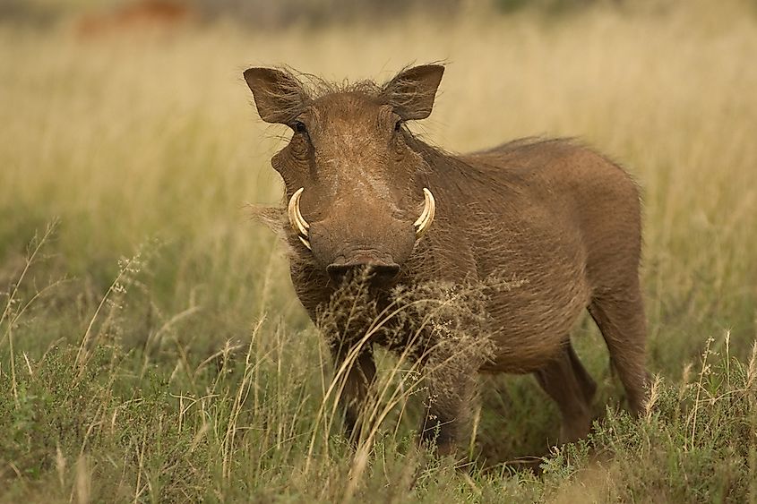 A desert warthog in Namibia