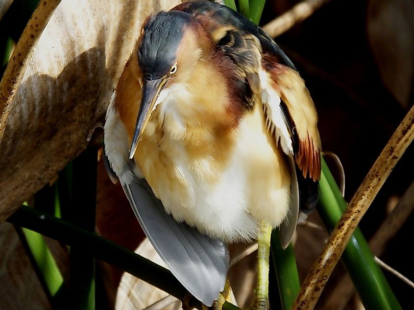 An adult least bittern in a wetland environment.