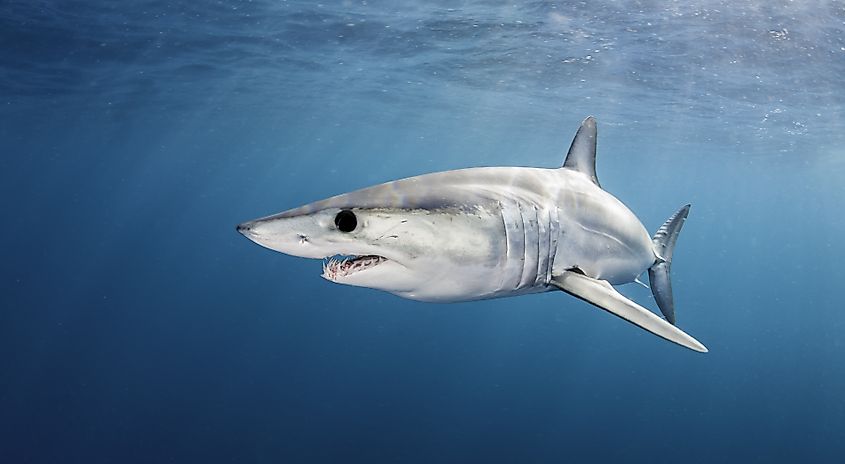 A shortfin mako shark (Isurus oxyrinchus)