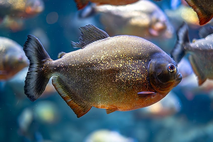 A red-bellied piranha (Pygocentrus nattereri)