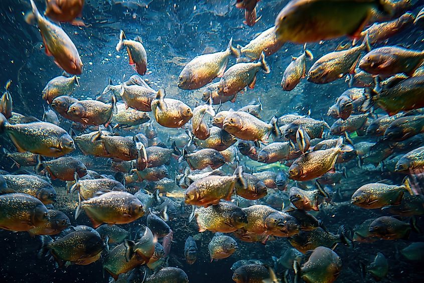 A shoal of piranhas