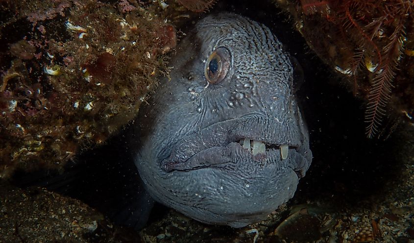 An Atlantic wolffish (Anarhichas lupus)