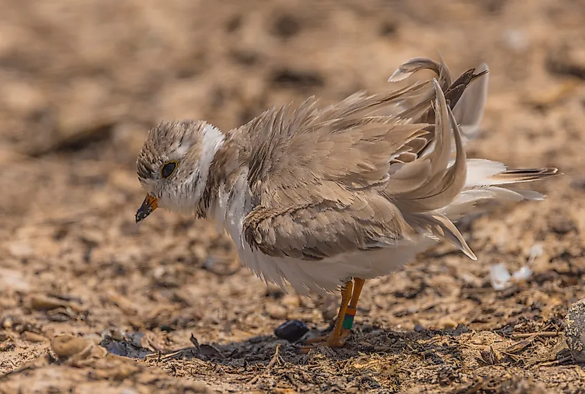 A piping plover (Charadrius melodus)