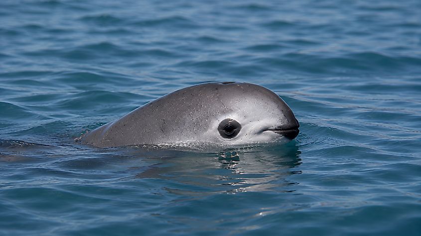 A vaquita (Phocoena sinus)
