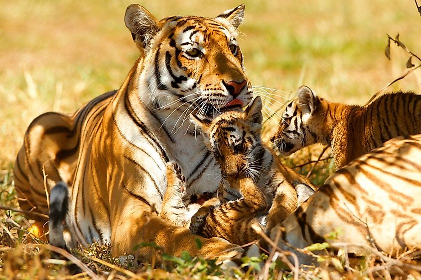 A family of bengal tigers (Panthera tigris) rests under a tree