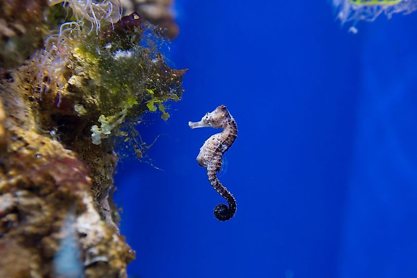A seahorse in the water.
