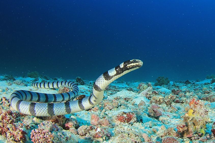 The banded sea krait in a marine environment.
