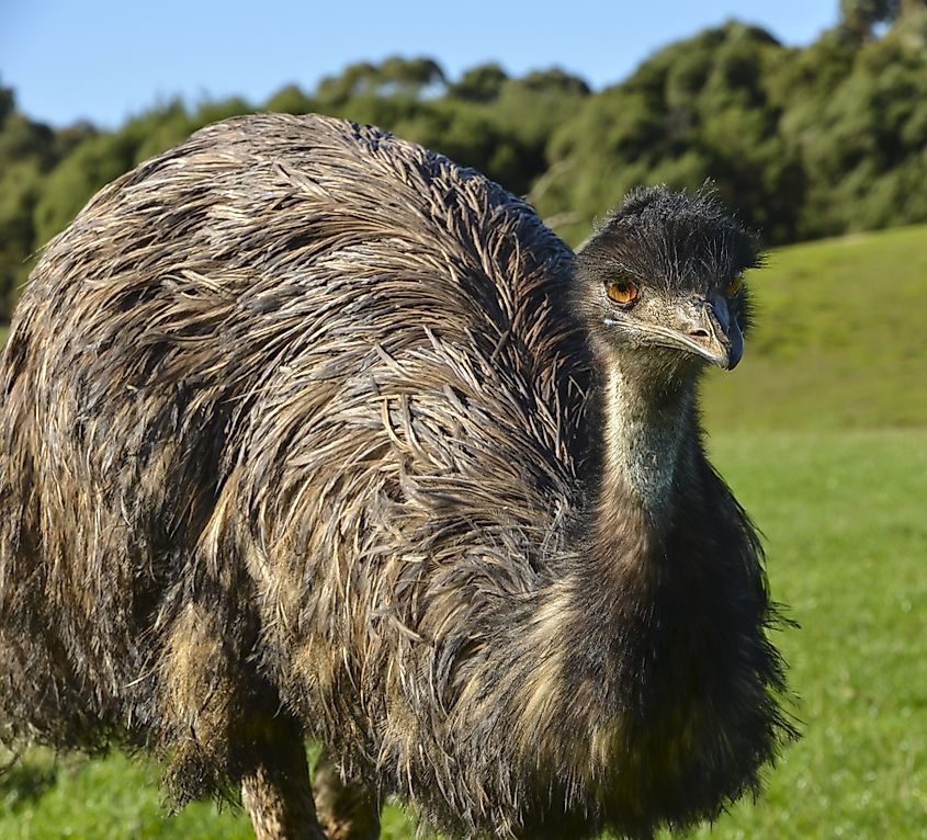 An emu, a large flightless bird native to Australia.