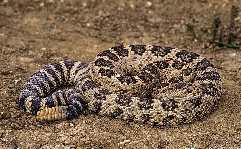 A western rattlesnake (Crotalus oreganus)