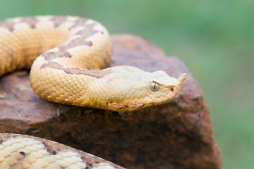 A nose-horned viper (Vipera ammodytes)