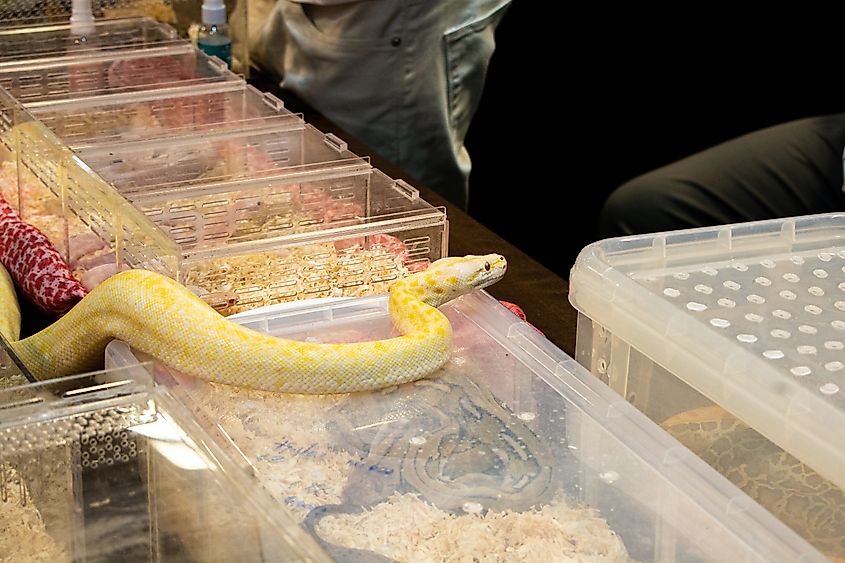 A captured ball python