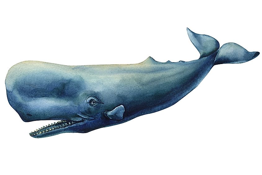 Watercolor illustration of blue sperm whale with teeth, swimming isolated on white, marine animal ocean wildlife artwork. Shutterstock / Gringoann.art