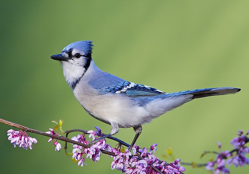 A blue jay showing its blue coloring and prominent crest.