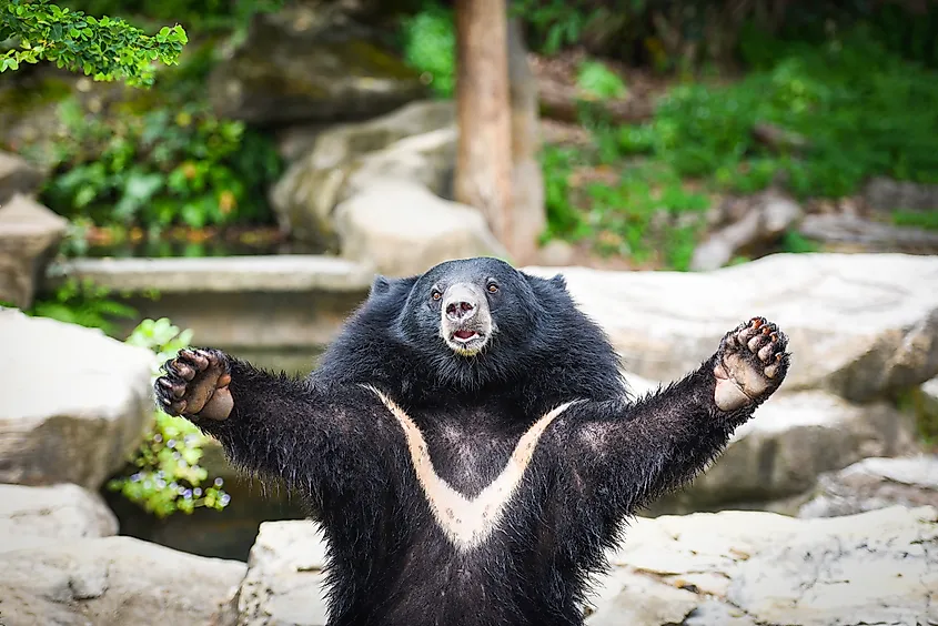 An Asian black bear (Ursus thibetanus)