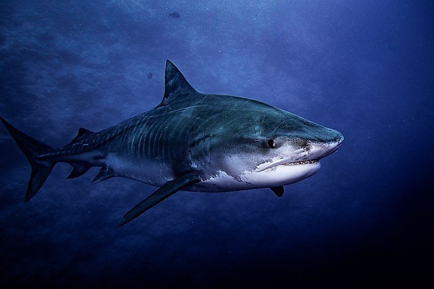 A tiger shark (Galeocerdo cuvier)