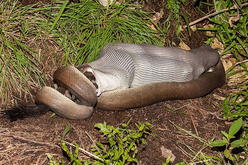 An olive python swallowing its prey
