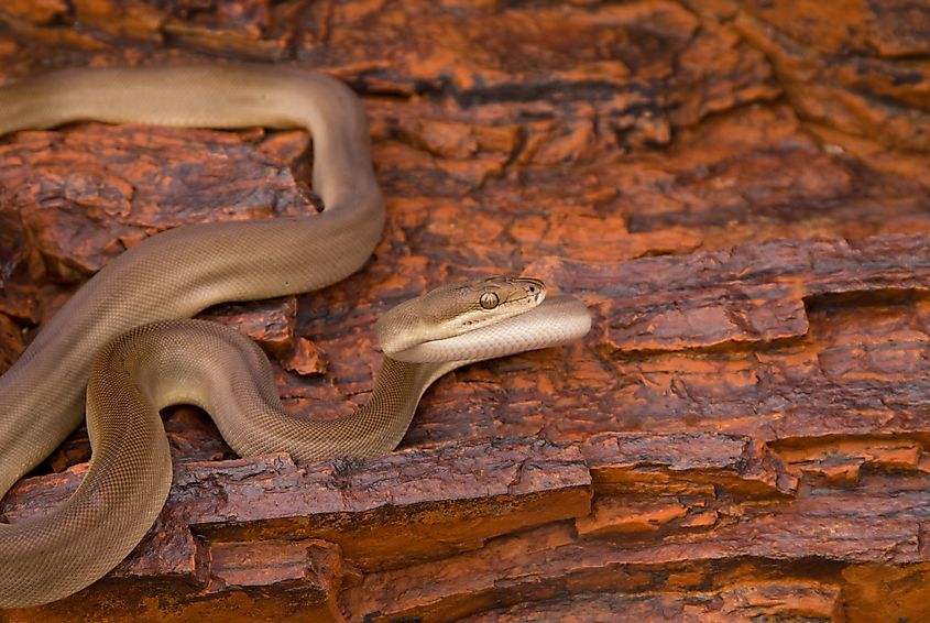An olive python (Liasis olivaceus)
