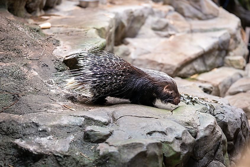 A porcupine