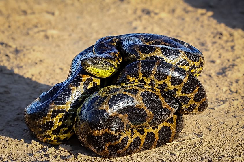 A yellow anaconda with a golden body and dark blotches.
