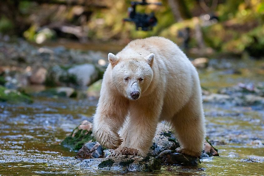 Spirit Bear in British Columbia River
