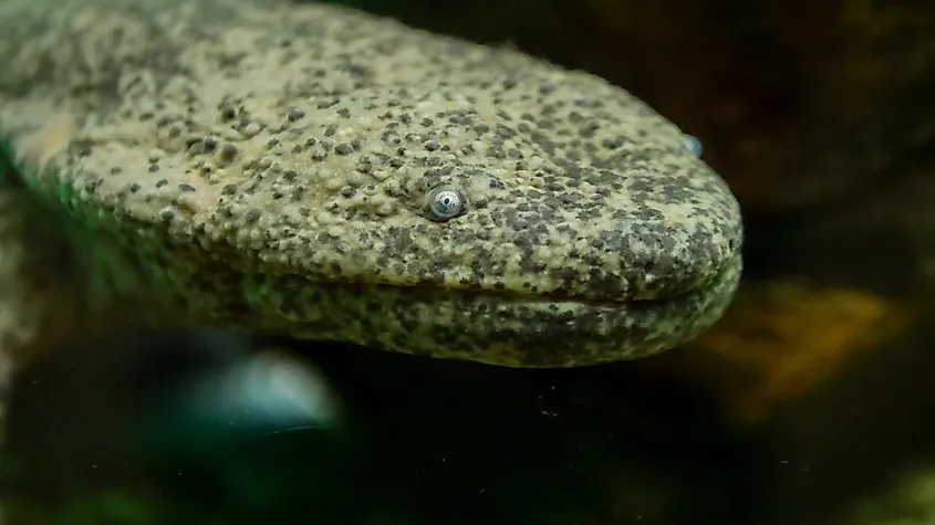 A Japanese giant salamander (Andrias japonicus)