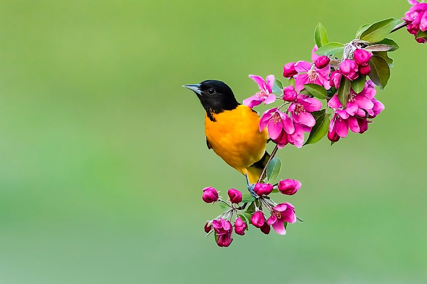A Baltimore oriole (Icterus galbula)