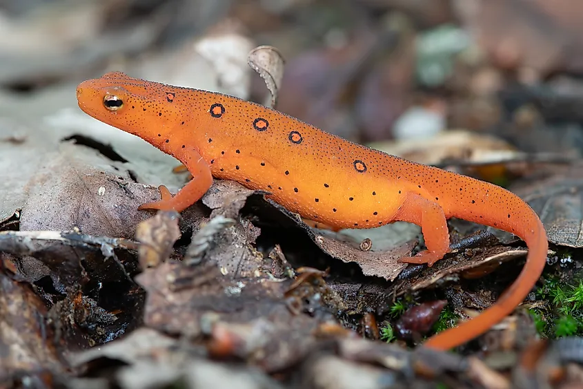 A red-spotted newt (Notophthalmus viridescens viridescens)