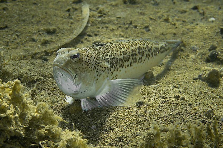 A weeverfish