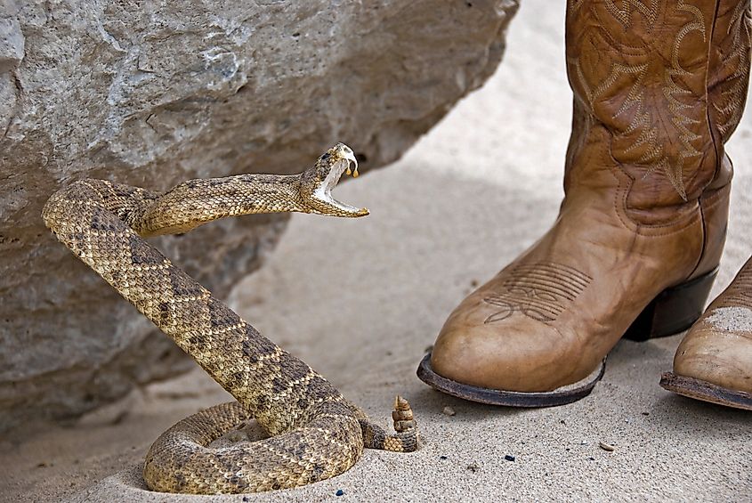 A rattlesnake preparing to bite