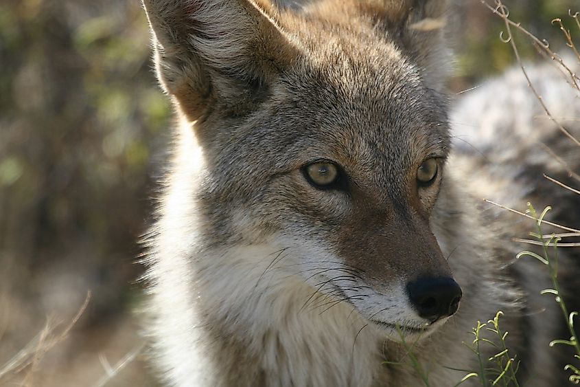 A coyote in the wild