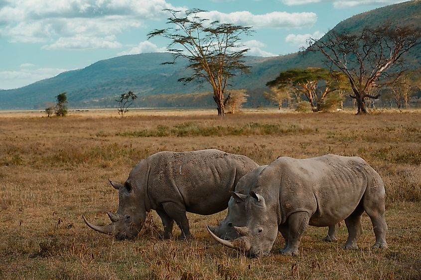 Black rhinos in Kenya (Credit: Photo by Christopher S via Shutterstock)
