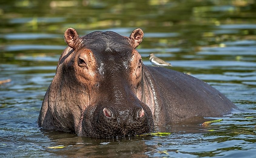 A hippopotamus in the waters of the Nile.