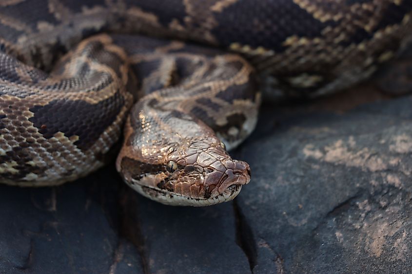 An Indian python (Python molurus)