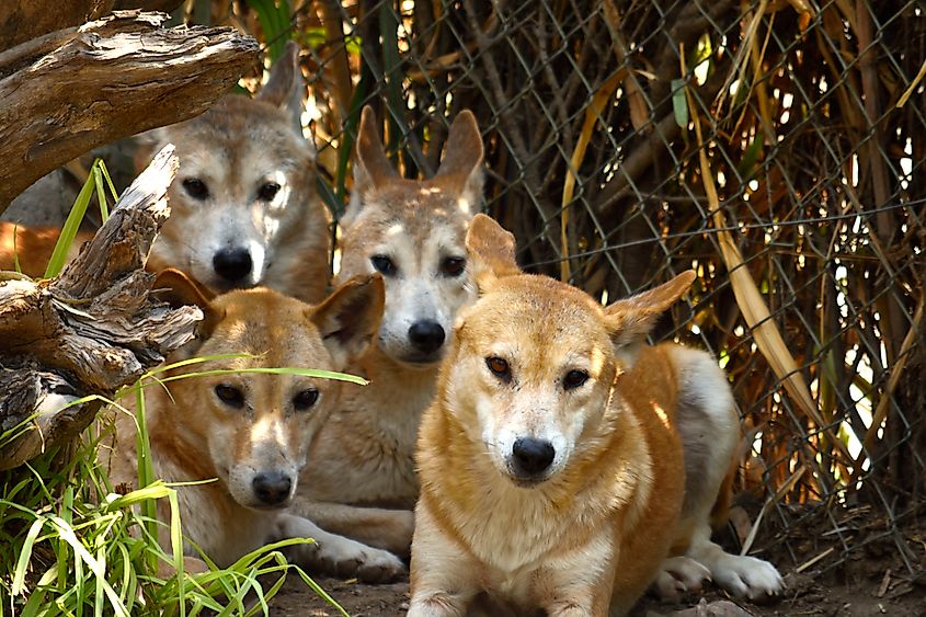A pack of dingoes
