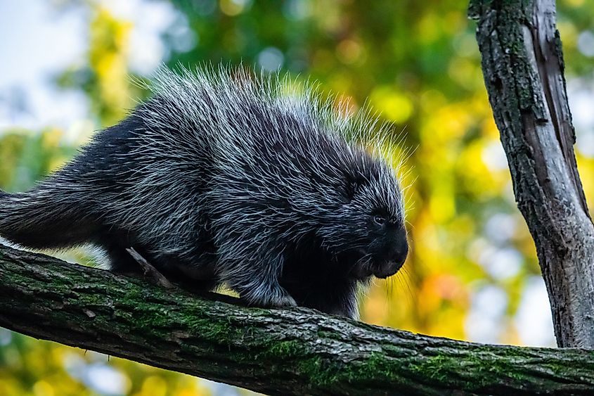 A porcupine