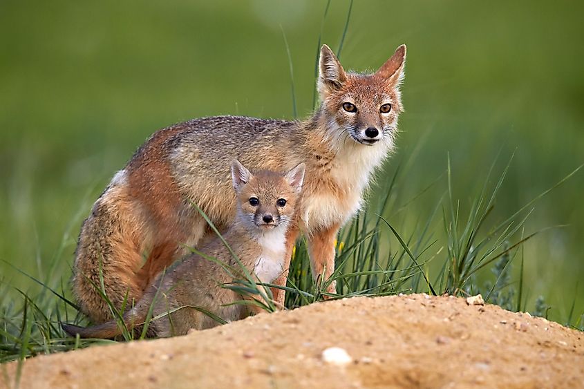 A swift fox with its pup