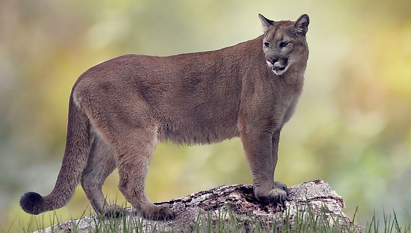A Florida panther (Puma concolor coryi)