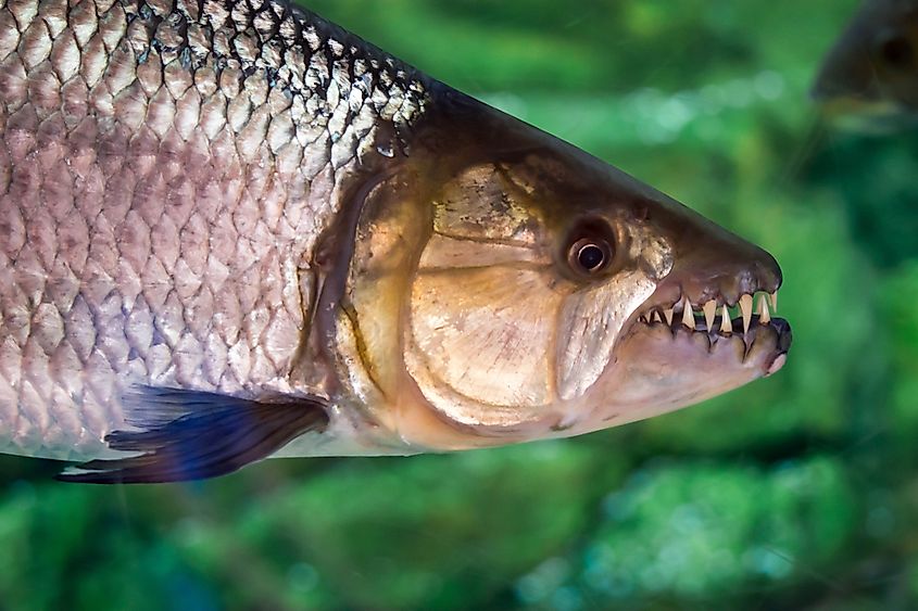 An African tigerfish showing its sharp teeth.