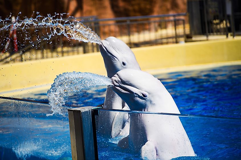 Two captive belugas playfully spraying outside their tank. Via Shutterstock / The Len.