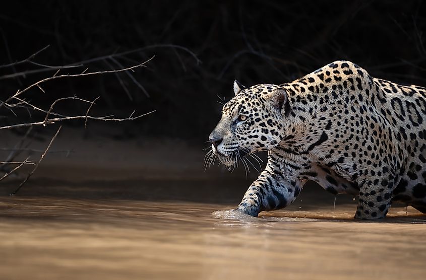 A jaguar (Panthera onca)