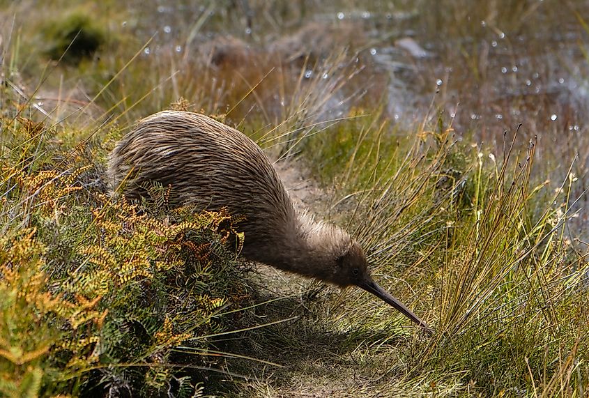 A kiwi bird foraging on the forest floor.