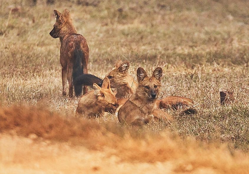 A pack of dholes