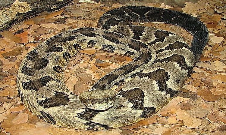 A timber rattlesnake