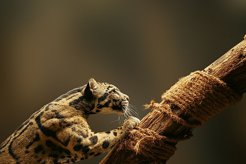Clouded leopard (Credit: Michaela Kotlanova via Shutterstock)