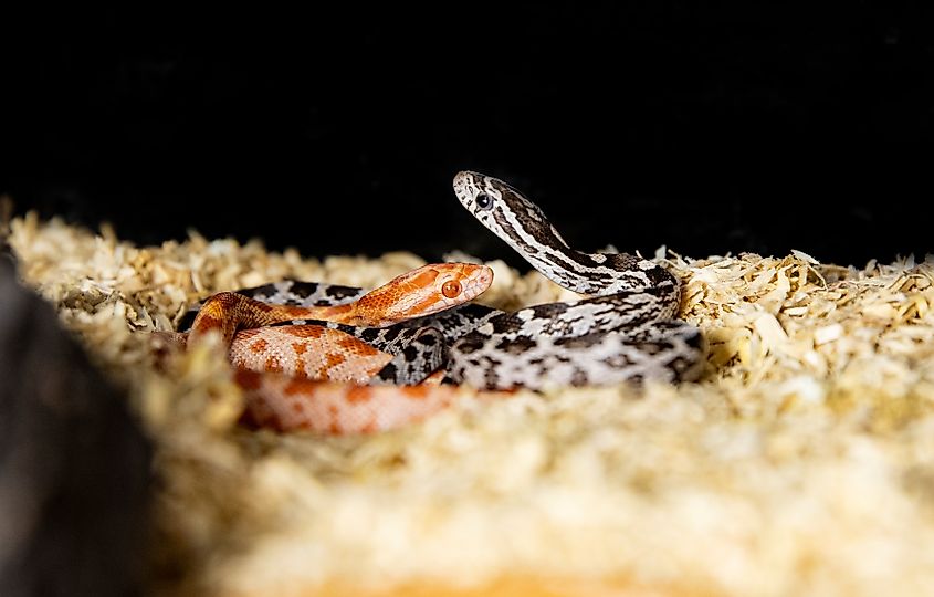 Baby corn snakes