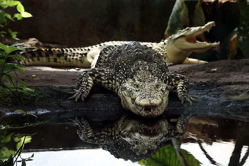 A Cuban crocodile poised on the water's edge.  Via Shutterstock / CW Bech.