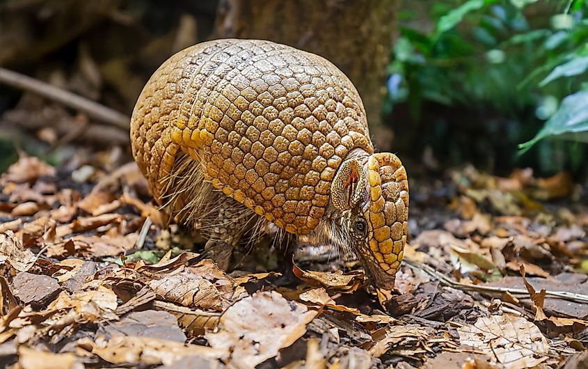 A Southern three-banded armadillo (Tolypeutes matacus)