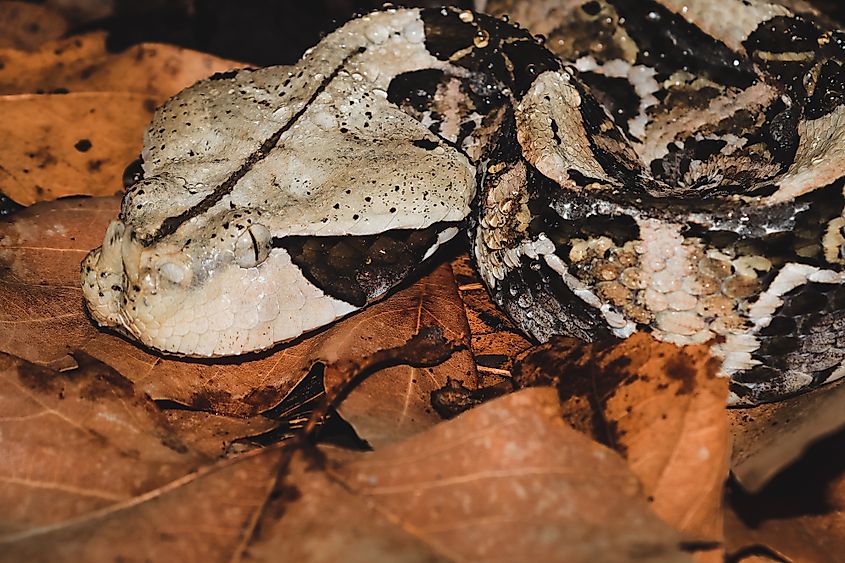 A rhinoceros viper (Bitis nasicornis)