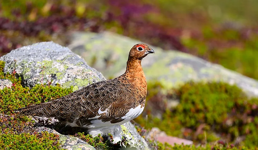 A willow ptarmigan (Lagopus lagopus)